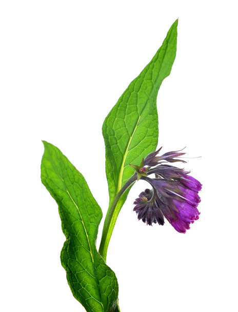 Comfrey (Symphytum officinale) που απομονώνονται σε λευκό φόντο, φυτό που χρησιμοποιείται στην ιατρική. - Φωτογραφία, εικόνα