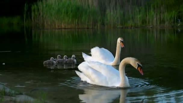Μεγάλη οικογένεια του λευκού άγρια κύκνοι με μικρά παπάκια κολύμπι στη λίμνη  - Πλάνα, βίντεο