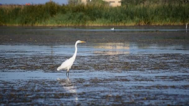 Great egret wading slowly in a lake in summer - Footage, Video
