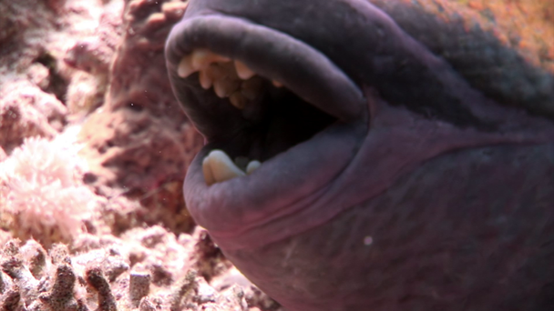 Close-up toothy Balistidae fish Titan Triggerfish underwater Red sea. - Footage, Video