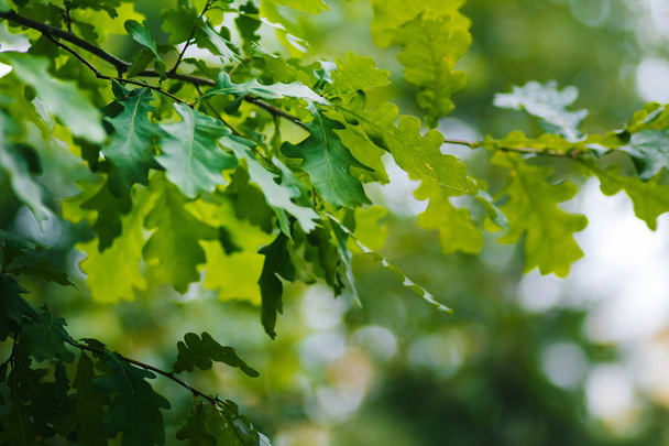Υφή. Φωτεινά πράσινα φύλλα της βελανιδιάς. Καλοκαιρινό ήλιο. Θάμπωμα του φόντου. Οι Πράσινοι μετά τη βροχή. Δροσιά στα φύλλα - Φωτογραφία, εικόνα