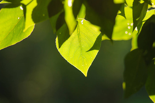 Texture. Poplar leaves in the sun. - Photo, Image