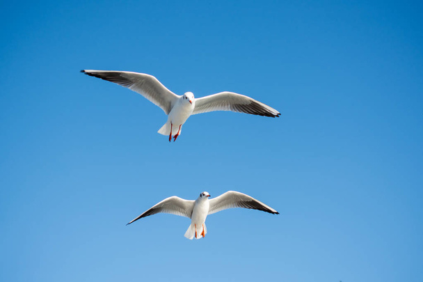 Gaivota voando em um céu azul como fundo - Foto, Imagem