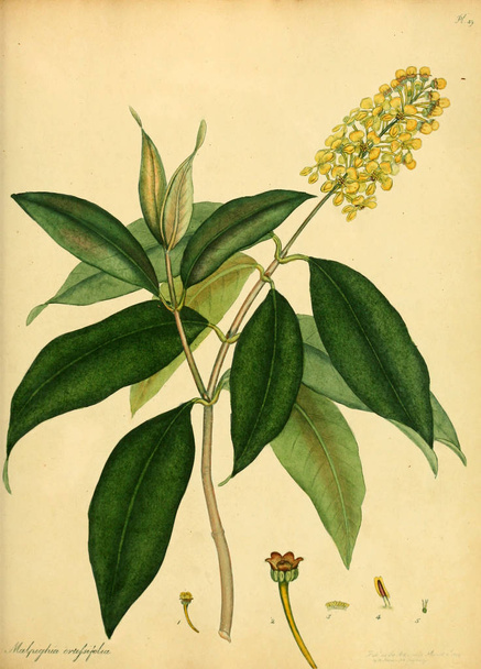 Abbildung der Pflanze.altes Bild - Foto, Bild