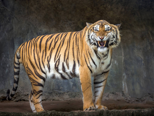 Sumatra-Tiger brüllen in der natürlichen Atmosphäre des Zoos. - Foto, Bild