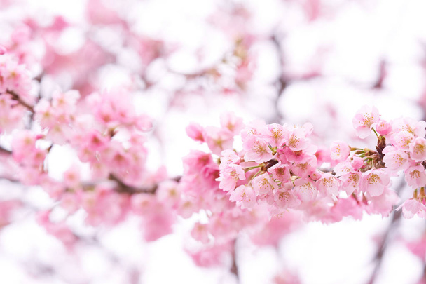 Flor de cereja rosa (flor de cereja, cereja florescente japonesa) na árvore Sakura. As flores Sakura são representativas das flores japonesas. A parte principal do passe de inverno. Eu amo a todos
. - Foto, Imagem