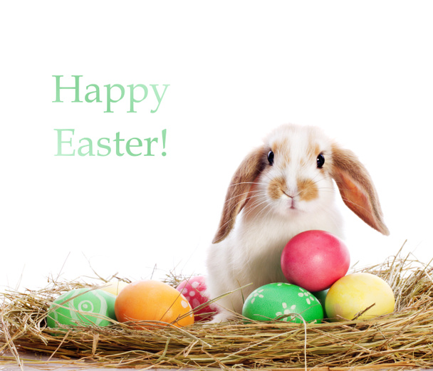 Hauska kani ja pääsiäismunat
 - Valokuva, kuva