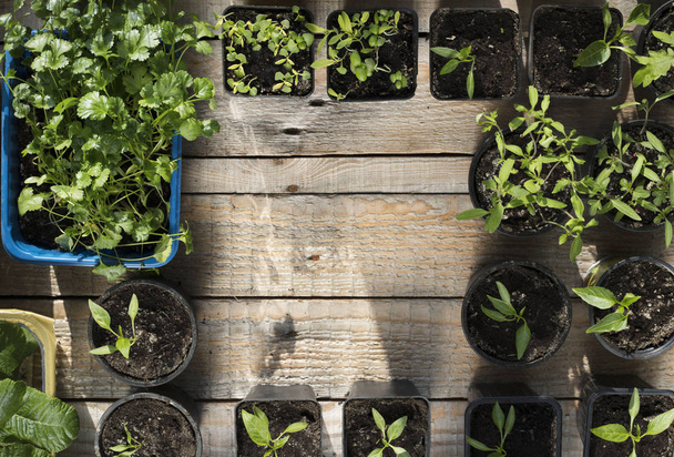 Spring garden works. Plants in pots on wooden planks. - Photo, image