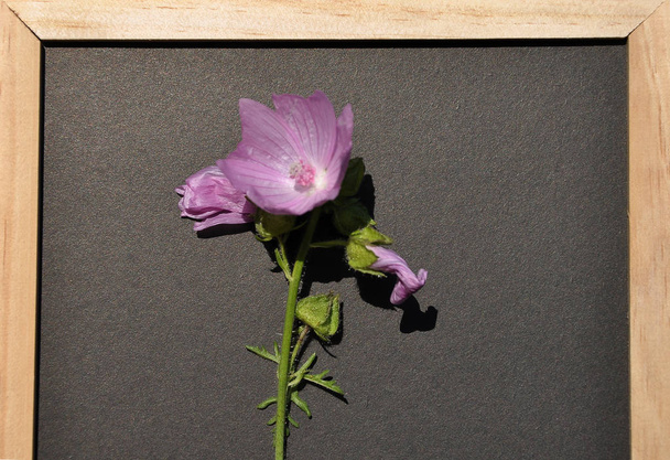Musk mallow in picture frame - Photo, Image