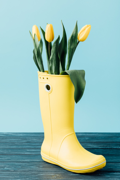 close up view of yellow tulips in rubber boot on blue - Valokuva, kuva