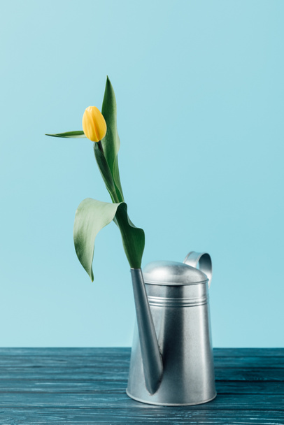 close up view of yellow tulip in watering can on wooden surface on blue - Фото, зображення