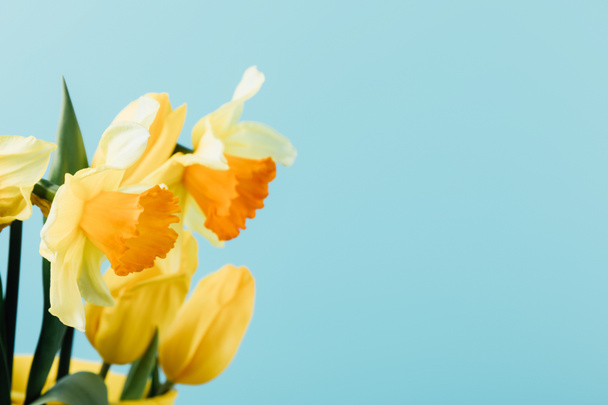 close up view of beautiful tulips and daffodils isolated on blue - Foto, Imagen