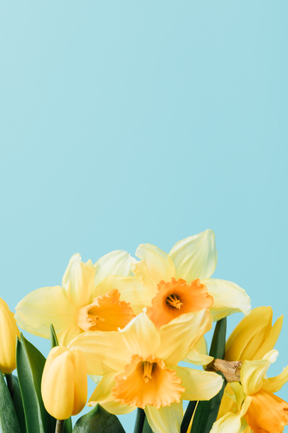 close up view of beautiful tulips and narcissus flowers isolated on blue - Фото, зображення