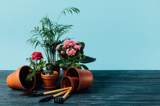クローズ アップ ブルー木製表面に植物の植木鉢やガーデニング ツールの表示 - 写真・画像