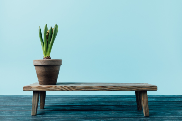 вид на гиацинтовое растение в цветочном горшке на деревянной декоративной скамейке, изолированной на голубом
 - Фото, изображение