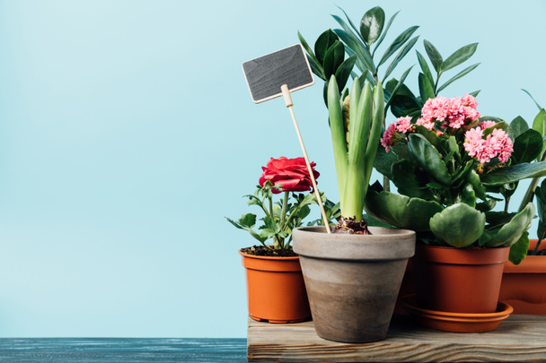 close up view of various plants in flowerpots and empty chalkboard on wooden surface isolated on blue - Fotografie, Obrázek