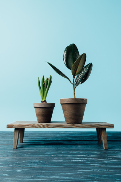 close up view of green plants in flowerpots on wooden decorative bench isolated on blue - Photo, Image
