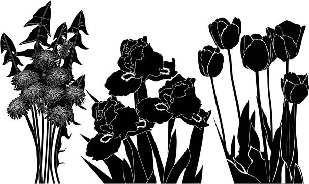 czarny aster, Irysy i tulipan - Wektor, obraz