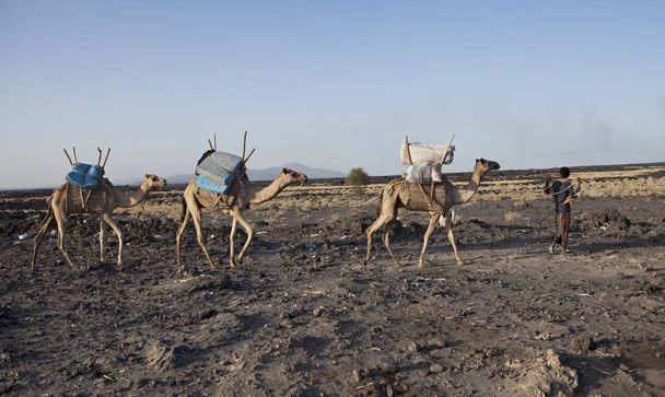 エチオピアの砂漠のラクダ - 写真・画像