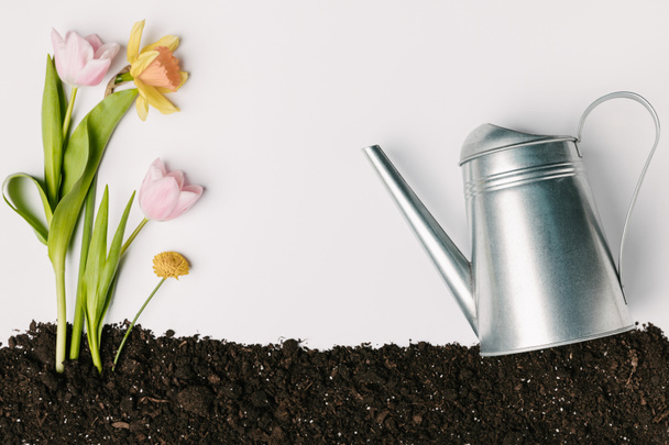 flat lay with tulips, narcissus, chrysanthemum in ground and watering can isolated on white - Photo, Image