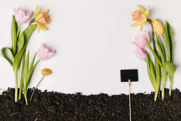 flat lay with tulips, narcissus, chrysanthemum flowers and blank blackboard in ground isolated on white - Photo, Image