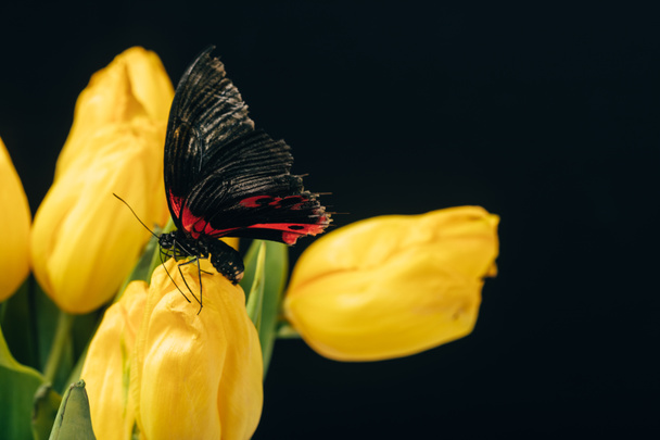 vue rapprochée du beau papillon aux tulipes jaunes isolées sur noir
 - Photo, image