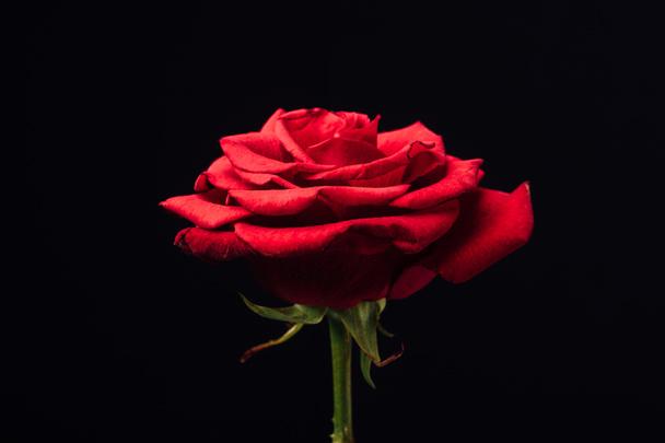 vista de cerca de la hermosa rosa roja aislada en negro
 - Foto, imagen