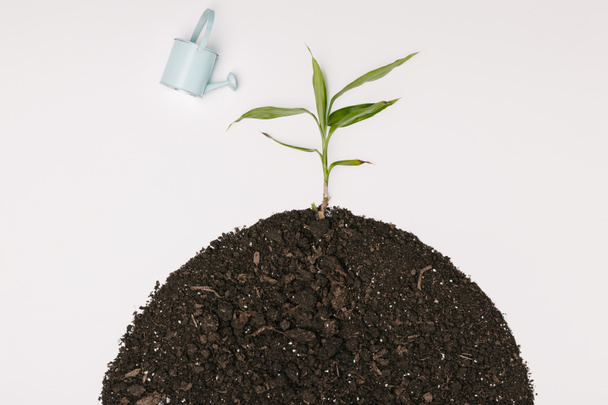 bovenaanzicht van kleine blauwe gieter en groene plant in grond geïsoleerd op wit - Foto, afbeelding