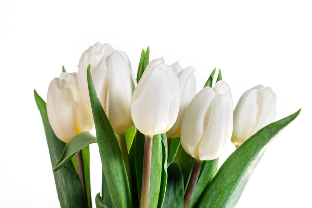 Manojo de tulipanes blancos frescos atados juntos
 - Foto, imagen