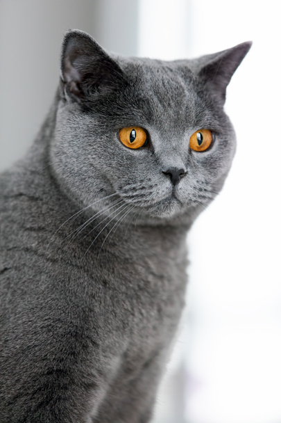 Gris británico taquigrafía gato mirando en el espacio
. - Foto, imagen
