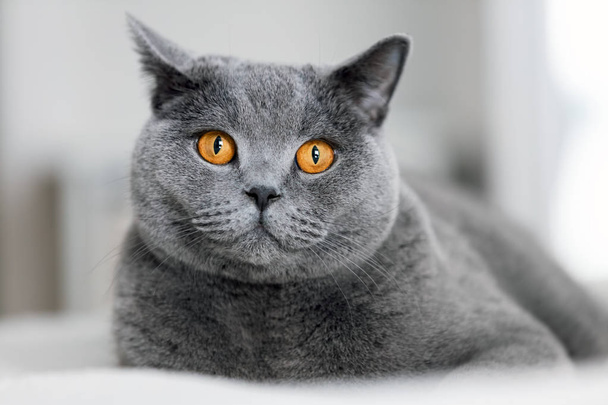 British shorthair grey cat laying on sofa. - Foto, afbeelding