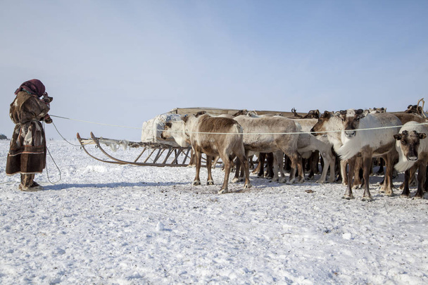 Aşırı Kuzey, Yamal, Yardımcısı Ren geyiği breede - Fotoğraf, Görsel
