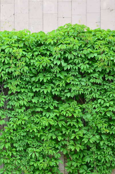Green ivy grows along the beige wall of painted tiles. Texture of dense thickets of wild ivy - Photo, Image