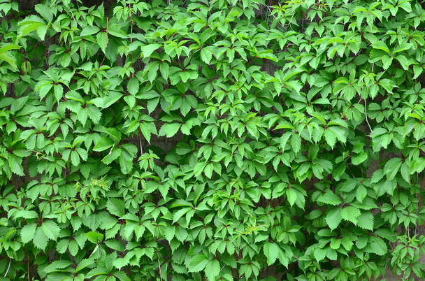 Zielony bluszcz rośnie wzdłuż ściany beżowy z malowanymi kafelkami. Tekstura gęste zarośla dziki bluszcz - Zdjęcie, obraz