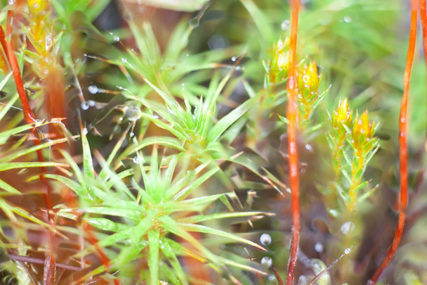 mosses and lichens of tundra, out of focus, blurry, macro - Photo, Image