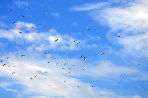 Wiele mew biały latać w pochmurne niebo niebieski - Zdjęcie, obraz