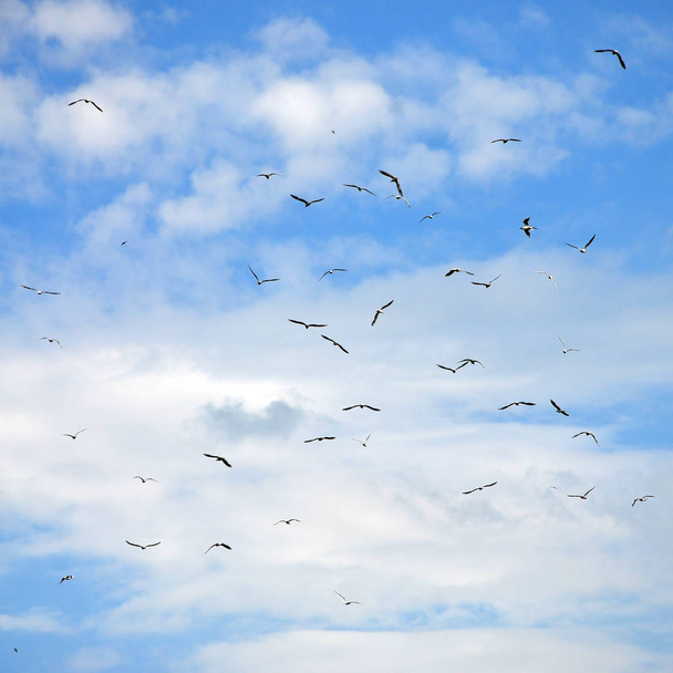 Wiele mew biały latać w pochmurne niebo niebieski - Zdjęcie, obraz