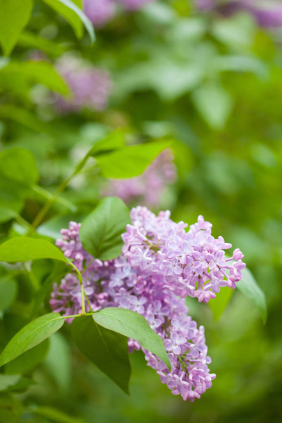 beautiful lilac flowers in garden - Φωτογραφία, εικόνα