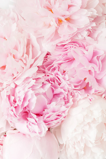 beautiful pink peony flower background - Photo, Image