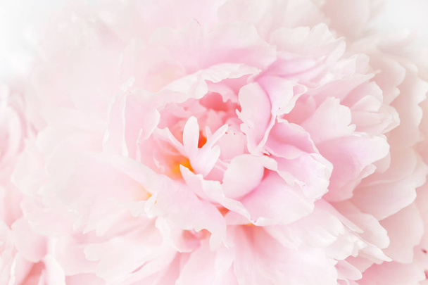 hermoso rosa peonía flor fondo - Foto, Imagen