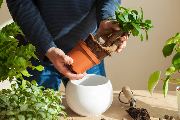 Gartenarbeit, Bepflanzung zu Hause. Mann verlagert Ficus-Zimmerpflanze - Foto, Bild