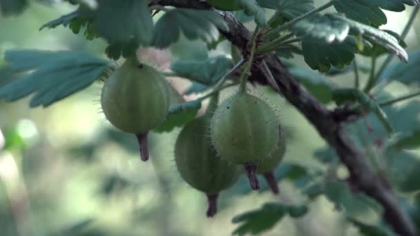 Green young unripe gooseberry macro growing on branch in garden - Кадри, відео