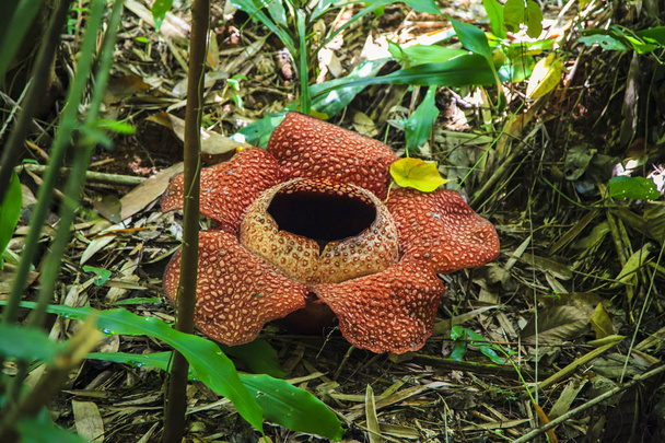 Rafflesia, flor exótica no ambiente natural
 - Foto, Imagem