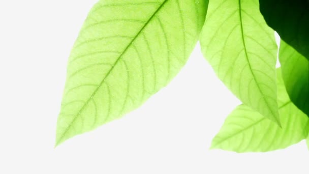 Movimiento abstracto de las hojas verdes sobre fondo blanco
 - Metraje, vídeo