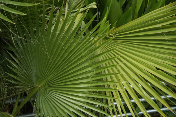 hojas de una palmera fondo verde
 - Foto, Imagen
