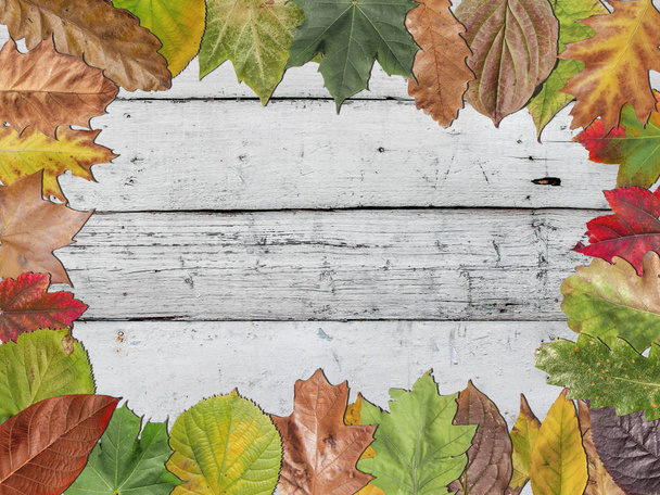 Wiele kolorowych jesienią liści na białe drewniane tekstura  - Zdjęcie, obraz
