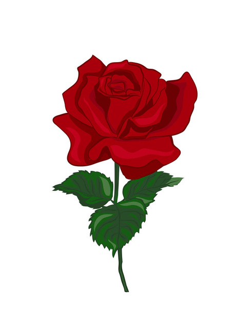 single red rose - Vector, Image