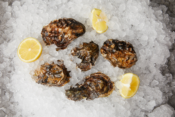Large oysters served with lemons on ice - Фото, зображення