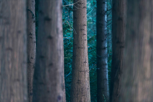 Baumstämme im Kiefernwald  - Foto, Bild