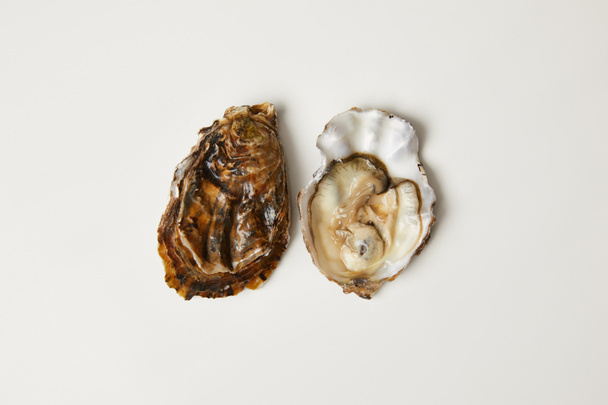 Open fresh oyster clams isolated on white - Φωτογραφία, εικόνα